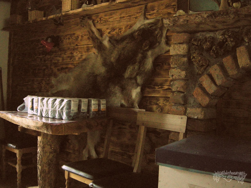 Wolf skin hanging in Družiniće, Serbia. Wrong Way Adventures