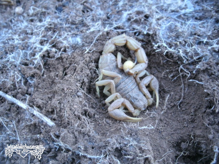 Escorpiones y animales en la Sierra de Aracena